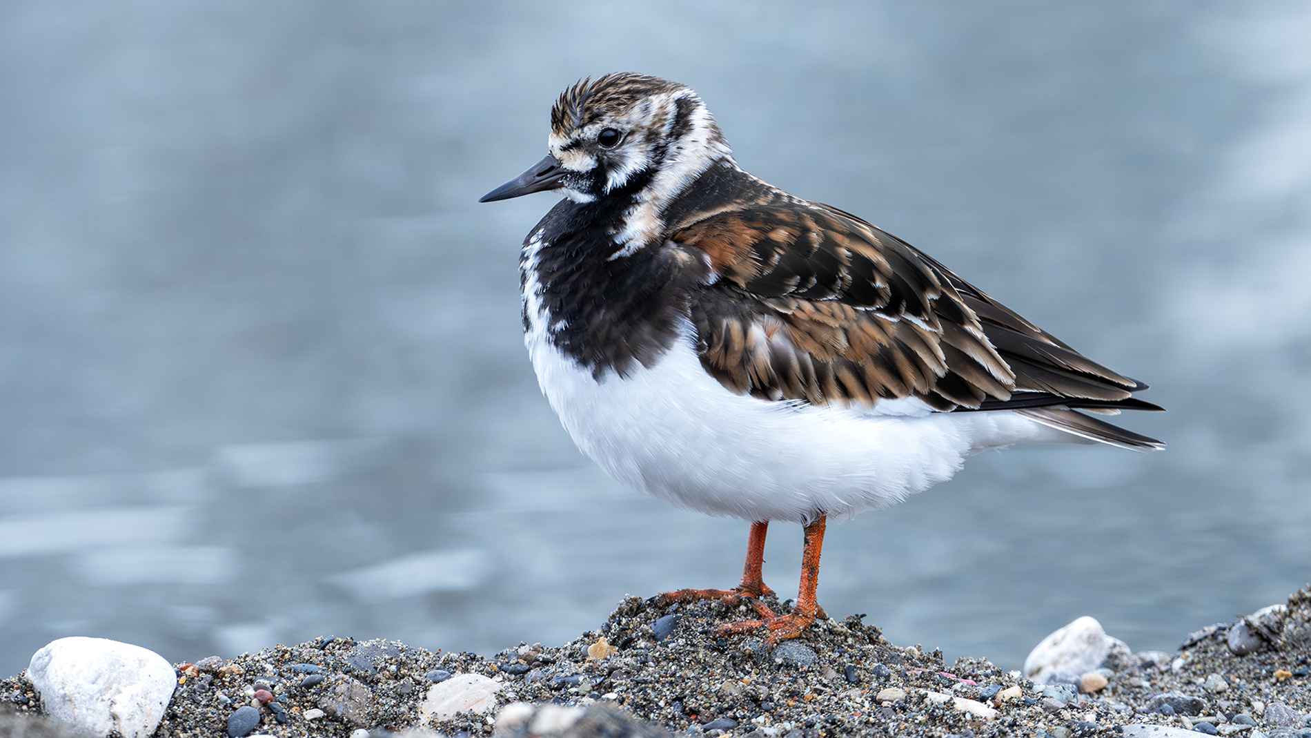 Ruddy Turnstone